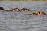 Ethiopia - Lago Chamo - Ippopotami - Hippos - 10